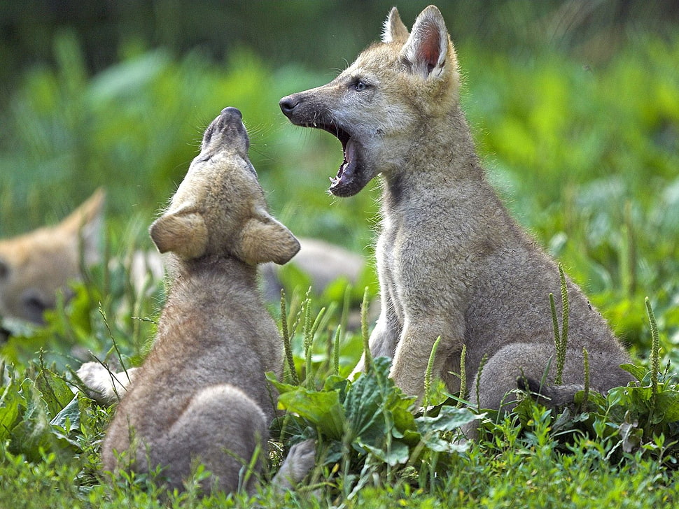 two tan Dingo puppies sits on ground during daytime HD wallpaper