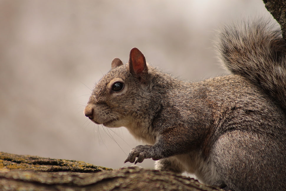 close-up photography of grey squirrel on tree HD wallpaper