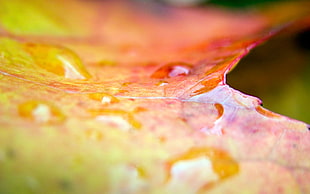 close up photography of droplet on yellow leaf