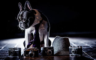 grayscale photo of adult Boston Terrier with vintage camera and fedora hat