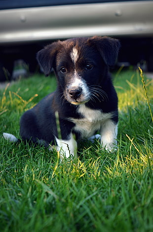 short-coated black and white puppy, dog, Collie