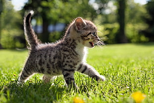 shallow focus photography of silver tabby kitten on grass field HD wallpaper