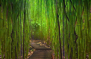 photography of green bamboos HD wallpaper