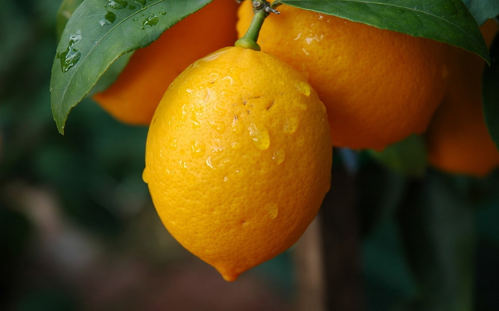 lemon fruit, plants, grass, lemons, fruit HD wallpaper