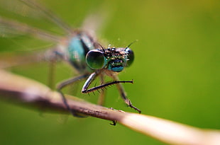 selective photography of blue skimmer, damselfly