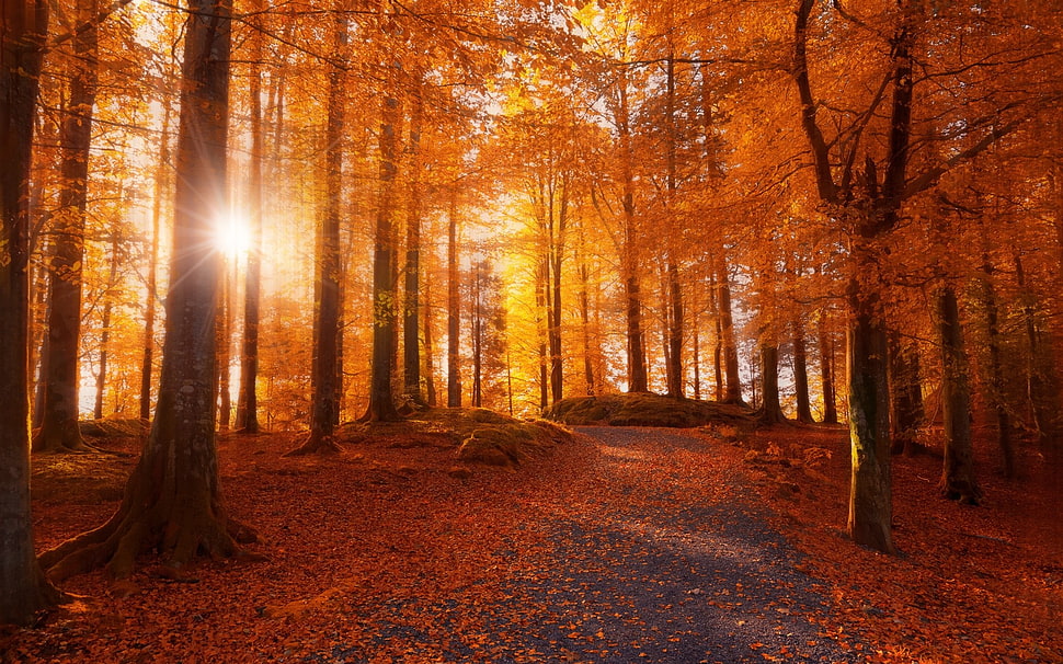 sun ray passing through brown trees HD wallpaper