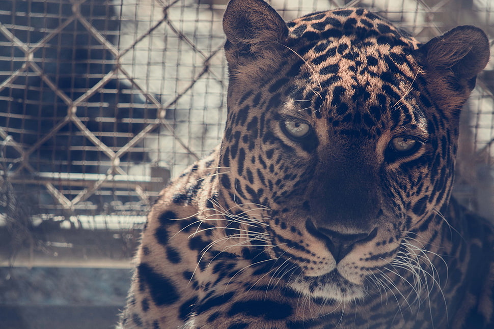 orange Lynx, Leopard, HD, 5K HD wallpaper