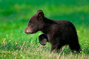 black bear cub, animals, bears, baby animals HD wallpaper