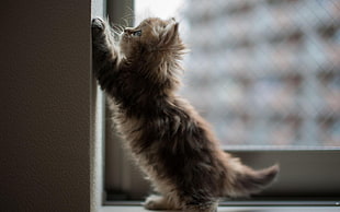 brown kitten beside glass panel