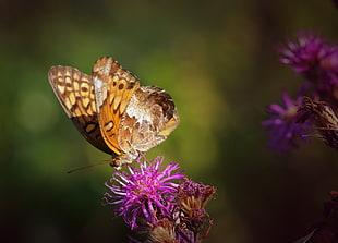 brown and black butterfly on purple petaled flower