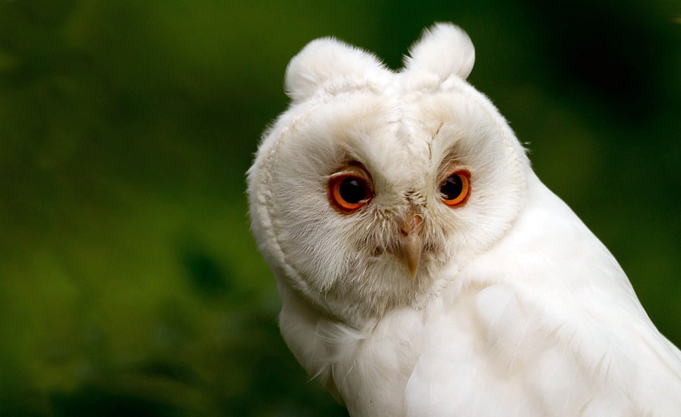 shallow focus photography of white owl HD wallpaper