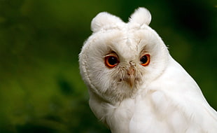shallow focus photography of white owl