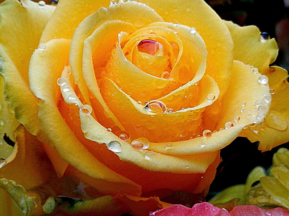 yellow rose HD wallpaper