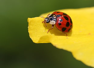 shallow photography of red lady bug on yellow flower