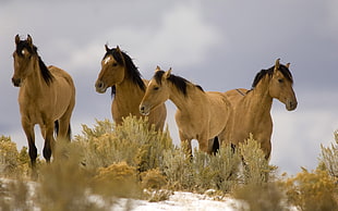 four brown stallion walking on green grass during daytime