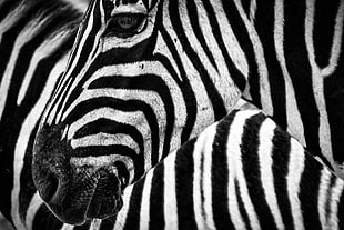 greyscale photo of Zebra animals