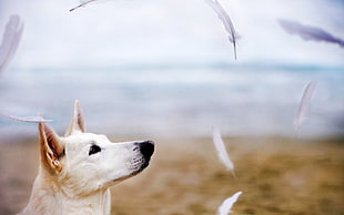 adult white Jindo watching white feathers