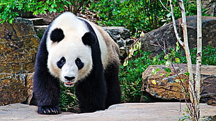 white and black panda HD wallpaper