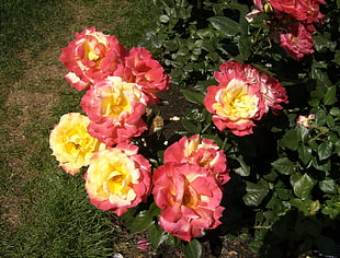 yellow-and-pink petaled flowers photo in daytime