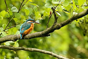 blue and yellow bird on tree branch, kingfisher, fowlmere