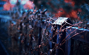 brown dried vines, photography, depth of field, fence, twigs