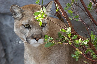 Cougar beside green plant