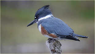 blue humming bird on tree branch, belted kingfisher