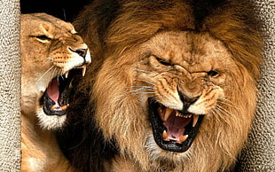 wildlife photography of lioness and lion roaring
