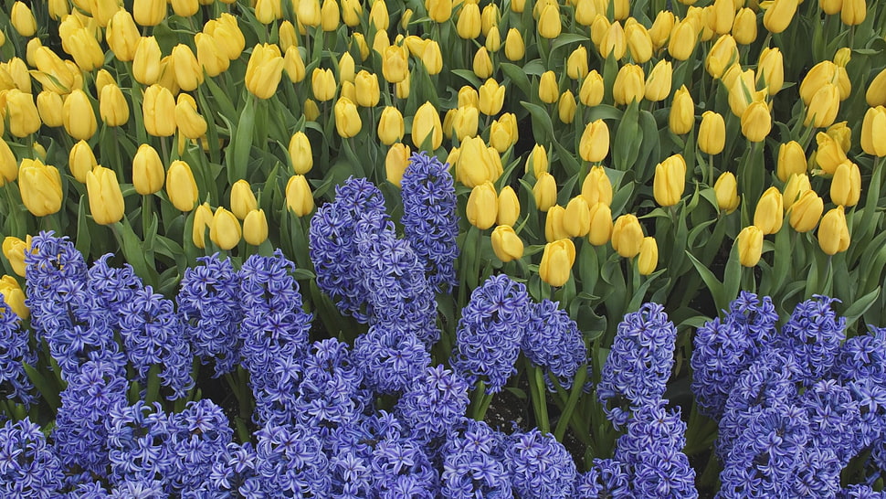 purple Hyacinth and yellow Tulip flowers in bloom close-up photo HD wallpaper