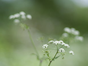 white petaled flowers, cow parsley