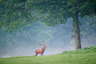 brown deer walking on grass near tree