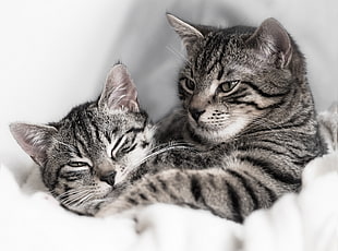 two silver tabby cats