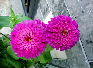 two pink flowers