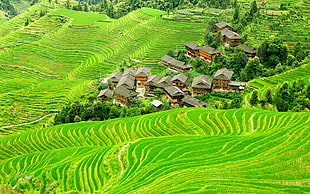 rice terraces, landscape, nature, field, terraced field HD wallpaper
