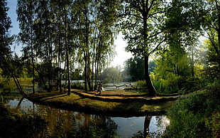body of water surrounded with green trees