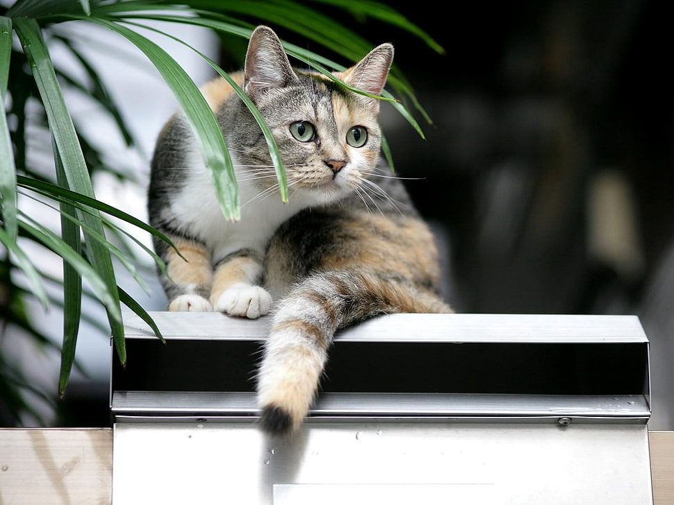 selective focus photography of cat on white surface HD wallpaper