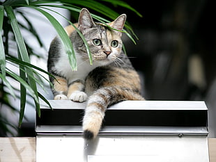 selective focus photography of cat on white surface