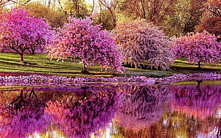 purple leaf trees during daytime near body of water