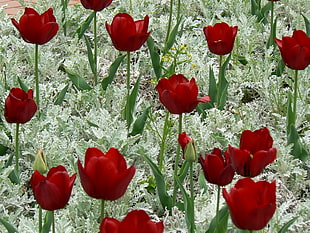 close up photo of red flowers