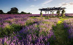 field of lavender flower, lavender, purple flowers, field, gazebo HD wallpaper