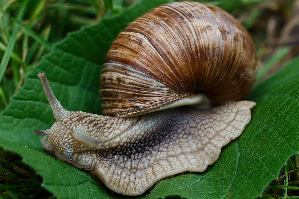 brown snake on green leaf plant HD wallpaper