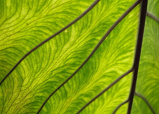 close-up photography of green leaf HD wallpaper