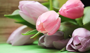 close up photo of pink tulip flower HD wallpaper
