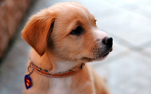 close-up photography of short-coat tan puppy