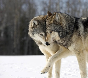 two grey wolves, animals, happy, wolf