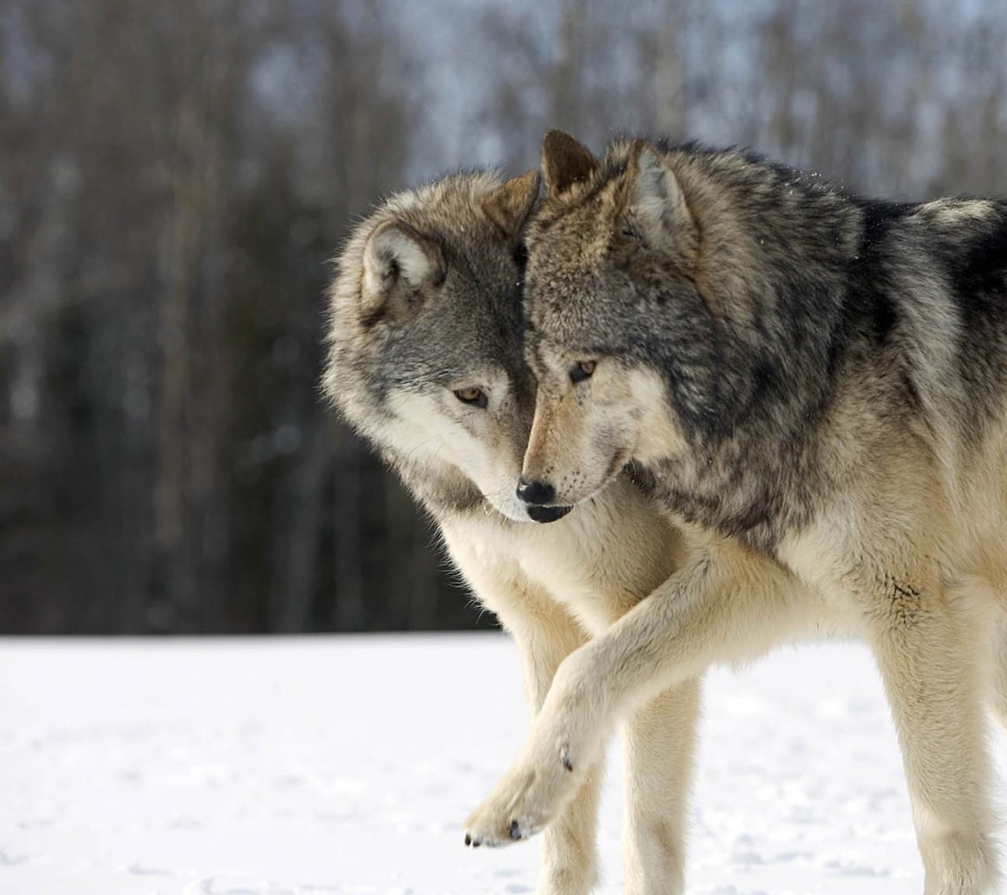 Two grey wolves, animals, happy, wolf HD wallpaper | Wallpaper Flare