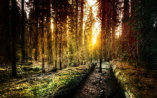 landscape photo of forest
