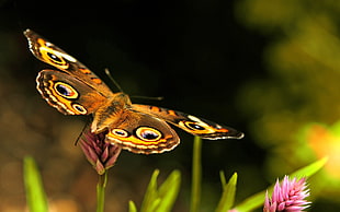 common buckeye butterfly hovering above flower closeup photography