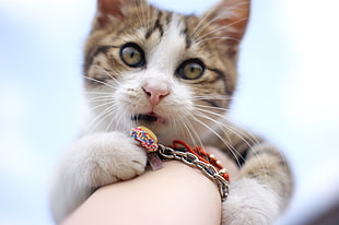 brown tabby cat holding silver bracelet