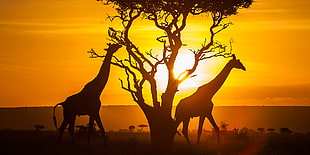 silhouette of two Giraffes on Safari